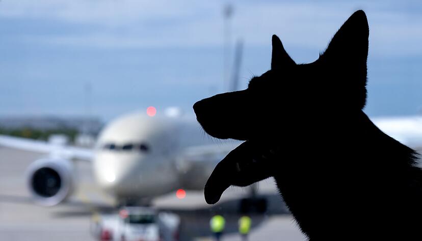 Der Europ&auml;ische Gerichtshof urteilte zum Schadenersatz wegen eines verlorenen Haustiers auf einer Flugreise. (Symbolbild)