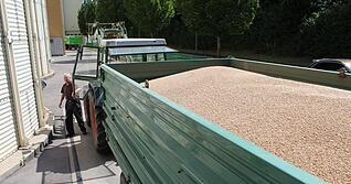 Grundstoff für Mühlen und das hauseigene Mischfutterwerk: Anlieferung von Getreide im Kraichgau-Raiffeisen-Zentrum Eppingen (heute Agroa) im Juli.