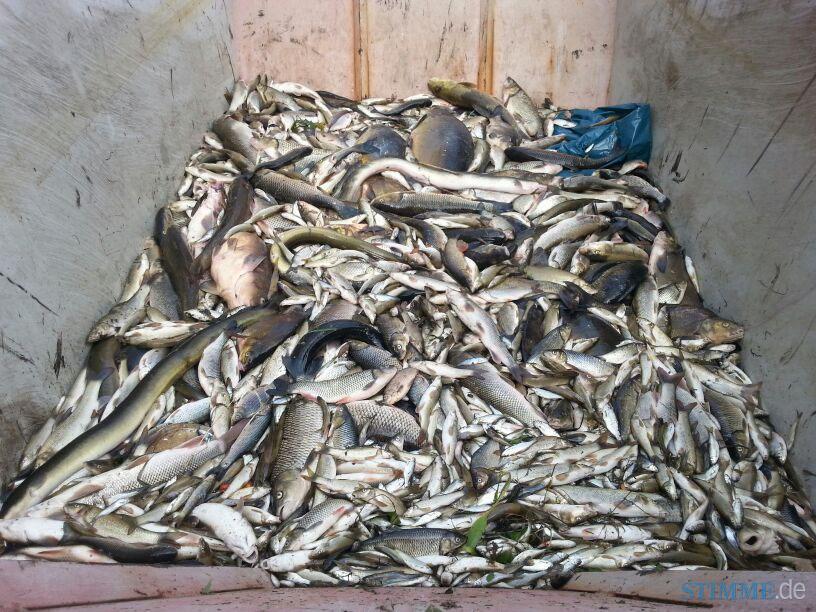 Fischsterben nach Großbrand | 24.08. Fischsterben nach Großbrand | 24.08.