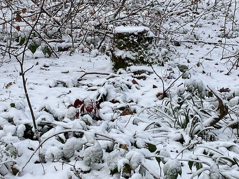 Spätestens am Sonntag wird der Schnee wieder verschwunden sein. Bis zu 15 Grad kann es geben.