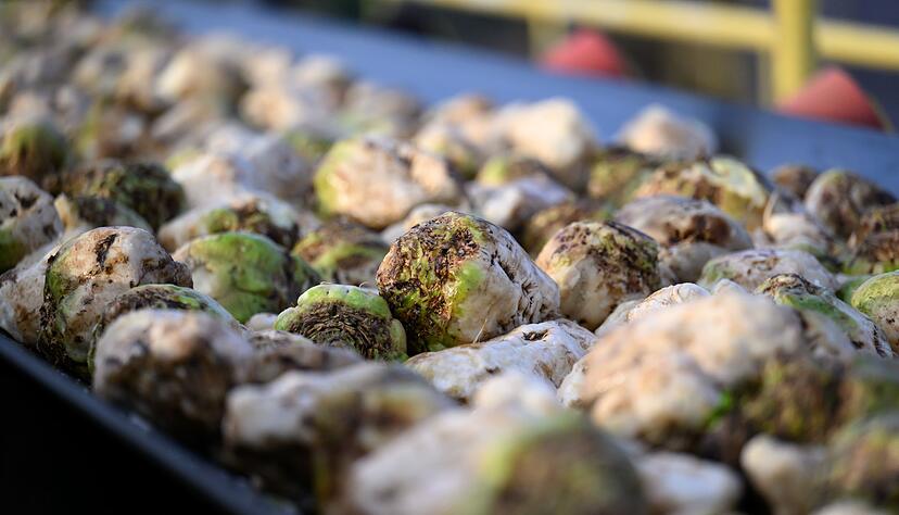 S&uuml;dzucker verarbeitet Zuckerr&uuml;ben. (Archivbild)