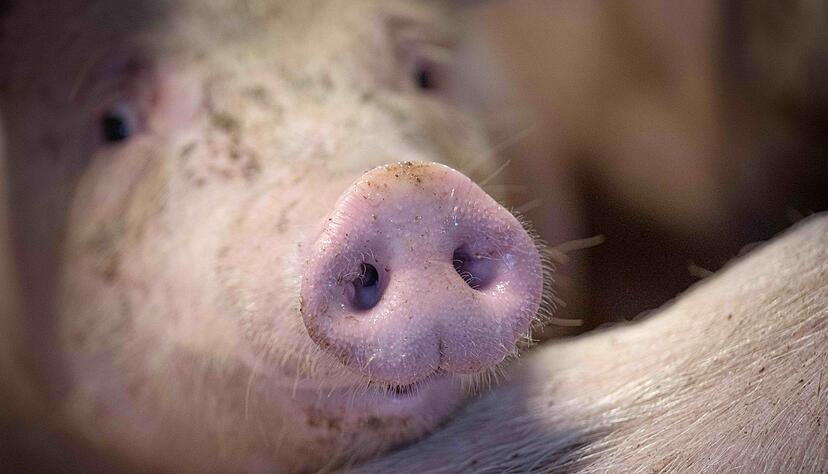 Die Regierung stimmt über Verbesserungen im Tierschutz ab. Die Regierung stimmt über Verbesserungen im Tierschutz ab.