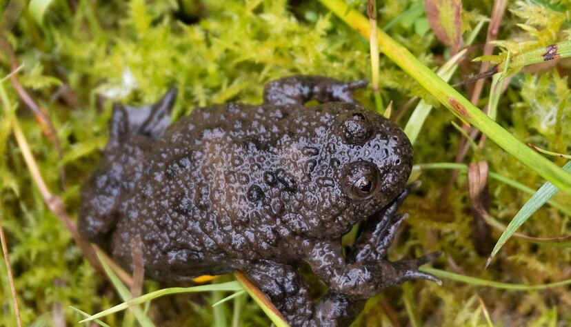 Hallo, Frosch! Eine Sonderschleife führt auf dem Lehrpfad Geotop Lindle ins Feuchtgebiet eines einstigen Steinbruchs. Es ist der Lebensraum von Gelbbauchunken. Hallo, Frosch! Eine Sonderschleife führt auf dem Lehrpfad Geotop Lindle ins Feuchtgebiet eines einstigen Steinbruchs. Es ist der Lebensraum von Gelbbauchunken.