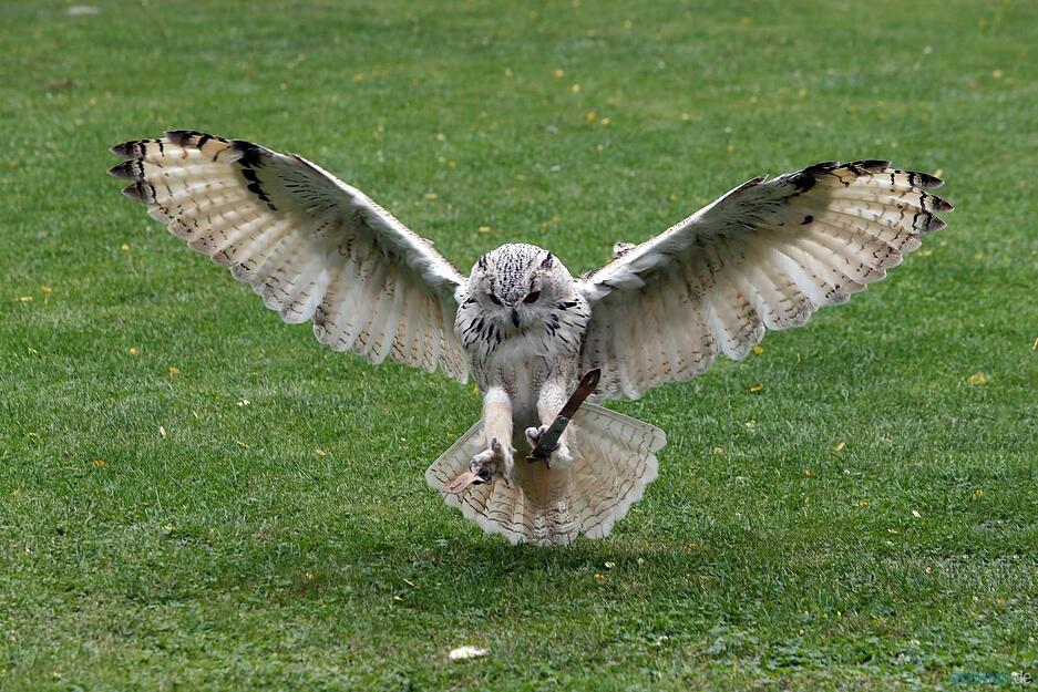 Mittelalterlicher Markt Beilstein | 20.8.