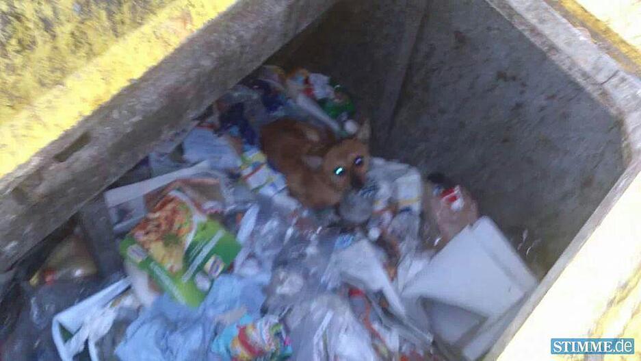 Hund in Mülleimer entsorgt | 17.03.