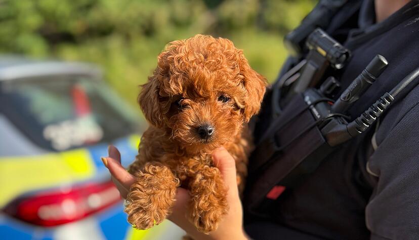 Die Toy-Pudel Hündin, die von den Kontrollbeamten spontan Coco getauft wurde. Die Toy-Pudel Hündin, die von den Kontrollbeamten spontan Coco getauft wurde.