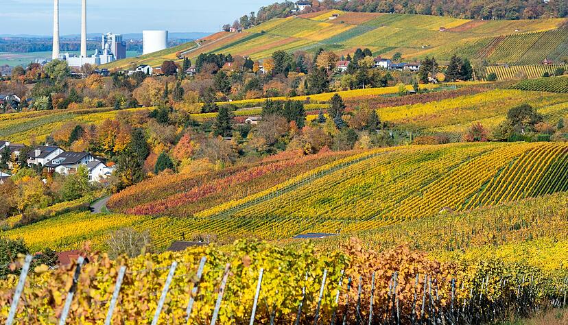 Dezentrale Veranstaltungen soll es auch nach der Pandemie weiterhin geben. Schließlich wird damit dort gefeiert, wo der der Wein herkommt. Dezentrale Veranstaltungen soll es auch nach der Pandemie weiterhin geben. Schließlich wird damit dort gefeiert, wo der der Wein herkommt.