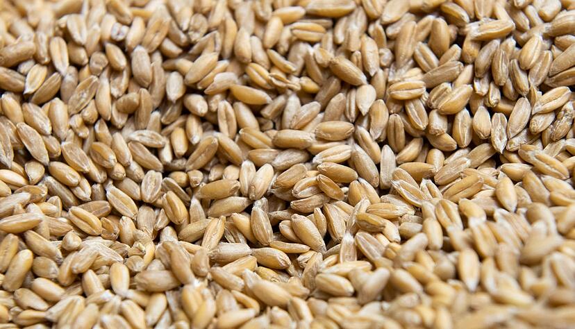 Wer Dinkelk&ouml;rner garen m&ouml;chte, sollte sie zuvor &uuml;ber Nacht quellen lassen. Das reduziert die Garzeit.