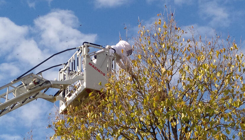 Spezialisten entfernen in Schutzkleidung ein Sekundärnest der Asiatischen Hornisse. Neue Verfahren sollen die Beseitigung der Nester sicherer machen. Spezialisten entfernen in Schutzkleidung ein Sekundärnest der Asiatischen Hornisse. Neue Verfahren sollen die Beseitigung der Nester sicherer machen.