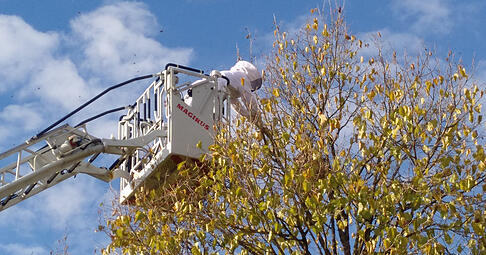 Spezialisten entfernen in Schutzkleidung ein Sekundärnest der Asiatischen Hornisse. Neue Verfahren sollen die Beseitigung der Nester sicherer machen. Spezialisten entfernen in Schutzkleidung ein Sekundärnest der Asiatischen Hornisse. Neue Verfahren sollen die Beseitigung der Nester sicherer machen.