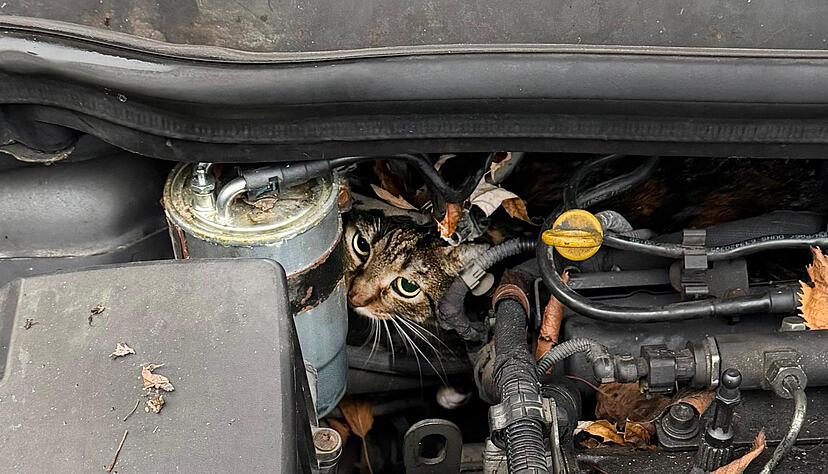 Fachleute haben den Motor so zerlegt, dass sie die Katze befreien konnten.