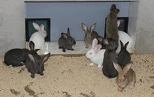 Michael (links) und Thomas (rechts) Bauer beim Füllen der Heuraufen. Michael (links) und Thomas (rechts) Bauer beim Füllen der Heuraufen.