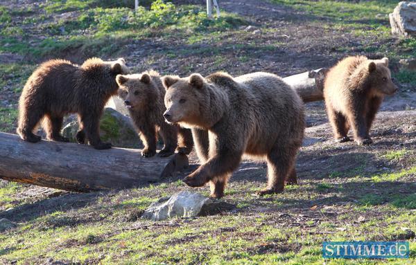 B&auml;rengeburtstag in Tripsdrill | 29.12.