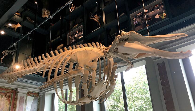 Das Straßburger Walskelett kam Anfang des 20. Jahrhunderts ins Museum. Das Straßburger Walskelett kam Anfang des 20. Jahrhunderts ins Museum.