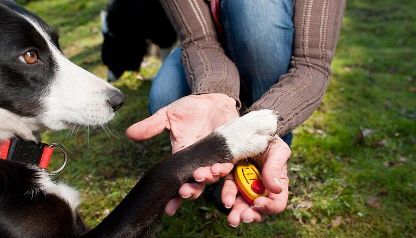 Klickertraining eignet sich dafür, seinem Hund Tricks beizubringen. Dabei wird dem Hund mit Hilfe eines Klicks jeweils gezeigt, wenn er was richtig gemacht hat. Klickertraining eignet sich dafür, seinem Hund Tricks beizubringen. Dabei wird dem Hund mit Hilfe eines Klicks jeweils gezeigt, wenn er was richtig gemacht hat.