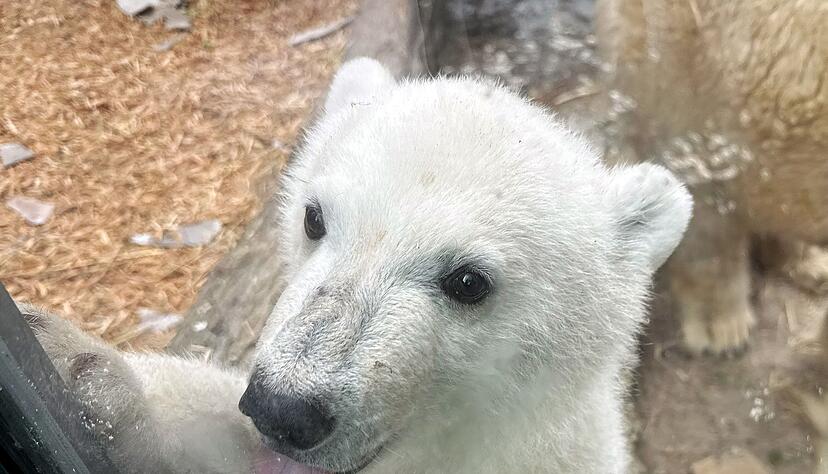 Ab kommender Woche Mittwoch k&ouml;nnen Zoog&auml;ste den Eisb&auml;ren sehen.