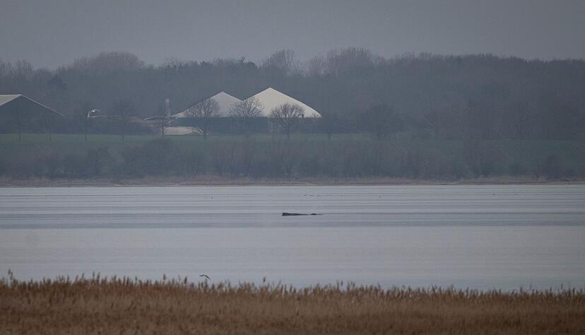 Greenpeace hofft, dass sich der Wal selbst befreien kann.