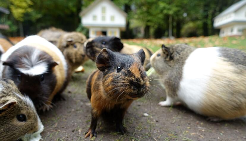 In guter Gesellschaft: Meerschweinchen sollten mindestens zu dritt gehalten werden.