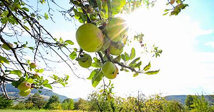 Äpfel hängen an einem Baum auf einer Streuobstwiese.