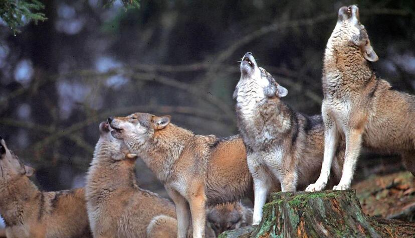 Der Wildpark mit seinem Wolfsrudel hat es unter die 100 beliebtesten Sehensw&uuml;rdigkeiten in Deutschland geschafft.Foto: privat