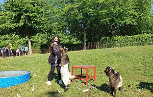 Und hopp! Mit Brot lockt Reem die Zwergziegen und bringt die Tiere dazu, auf den Hinterbeinen zu stehen oder auf Hocker zu springen.