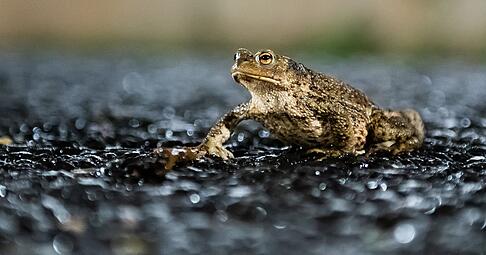 Gefährliche Reise: Jedes Jahr sterben Tausende Amphibien auf Straßen während ihrer Wanderung zu den Laichgewässern. Gefährliche Reise: Jedes Jahr sterben Tausende Amphibien auf Straßen während ihrer Wanderung zu den Laichgewässern.