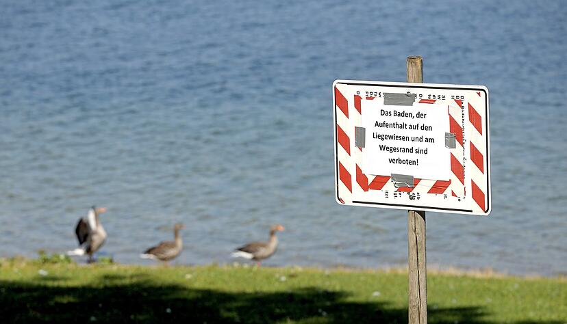 Sie sind die einzigen, die im Breitenauer See nach der Sperrung für Badegäste ins Wasser dürfen: die Enten und andere Wasservögel.
Foto: Ralf Seidel Sie sind die einzigen, die im Breitenauer See nach der Sperrung für Badegäste ins Wasser dürfen: die Enten und andere Wasservögel.
Foto: Ralf Seidel