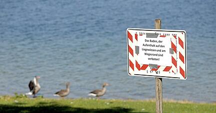 Sie sind die einzigen, die im Breitenauer See nach der Sperrung für Badegäste ins Wasser dürfen: die Enten und andere Wasservögel.
Foto: Ralf Seidel