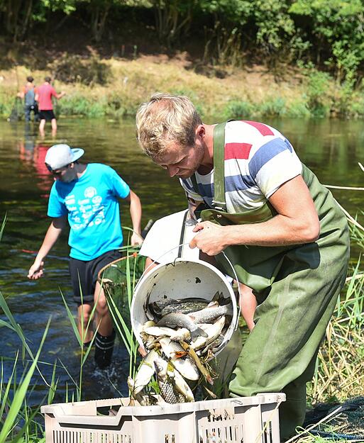 Freiwillige Helfer sammeln am 25.08.2015 bei Elpershofen (Baden-Württemberg) tote Fische in der Jagst. Giftiges Löschwasser hat im Kreis Schwäbisch Hall ein großes Fischsterben in der Jagst ausgelöst.