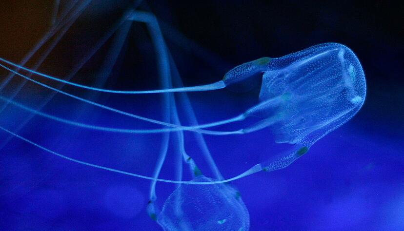 Zwei Würfelquallen beim Schwimmen im Two Oceans Aquarium. Sie gehören zur Gruppe der Seewespen. Diese gelten als die giftigsten Tiere der Welt. Ihre Nesselzellen können einen Menschen innerhalb weniger Minuten töten. Zwei Würfelquallen beim Schwimmen im Two Oceans Aquarium. Sie gehören zur Gruppe der Seewespen. Diese gelten als die giftigsten Tiere der Welt. Ihre Nesselzellen können einen Menschen innerhalb weniger Minuten töten.