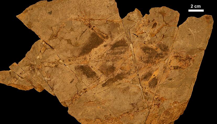 Holotypexemplar der kreidezeitlichen S&auml;ugetierform Arboroharamiya fuscus.