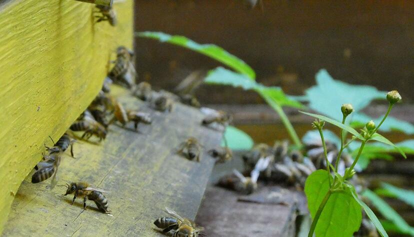 Bienen bringen Pollen in den Bienenstock. (Archivbild)
