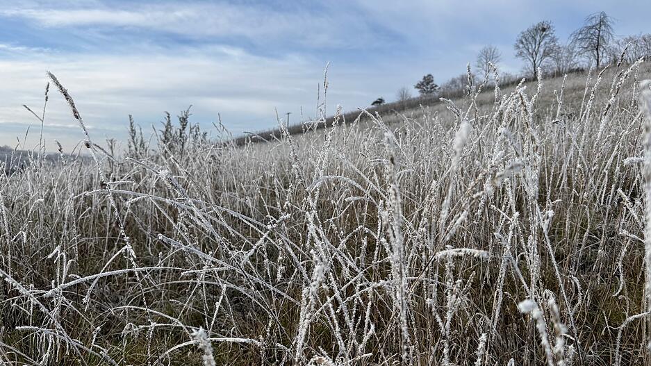 Am Lindelberg bei Bretzfeld lässt Frost die Gräser glitzern... Am Lindelberg bei Bretzfeld lässt Frost die Gräser glitzern...