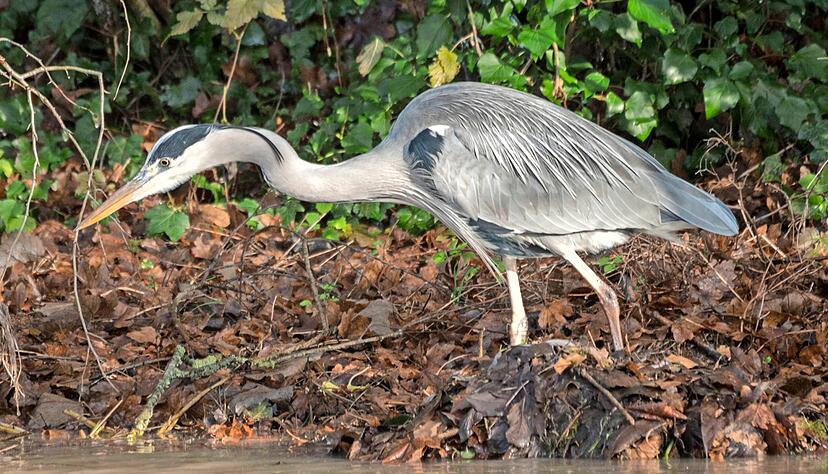 Der Graureiher brütet im Naturschutzgebiet Reiherhalde in einer Kolonie. Auch viele andere Vögel leben in dem Gebiet.
Fotos: Andreas Scholz