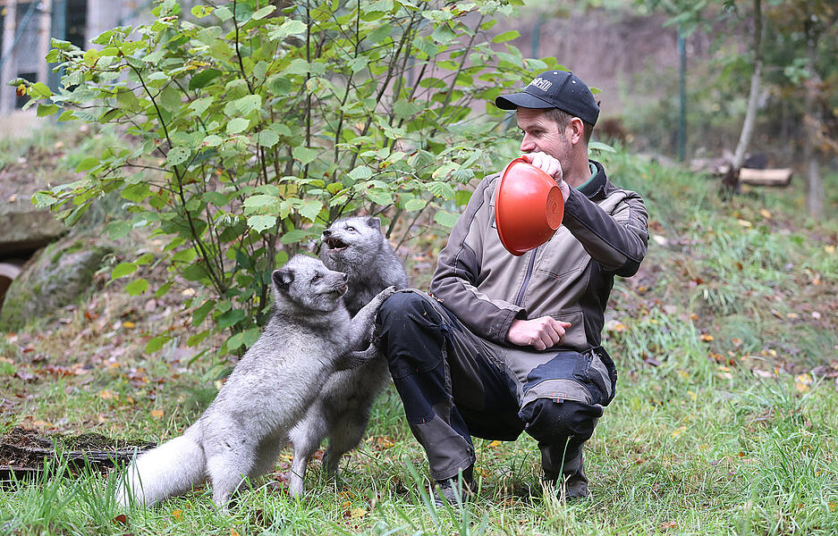 Polarfüchse im Wildpark Tripsdrill in Cleebronn