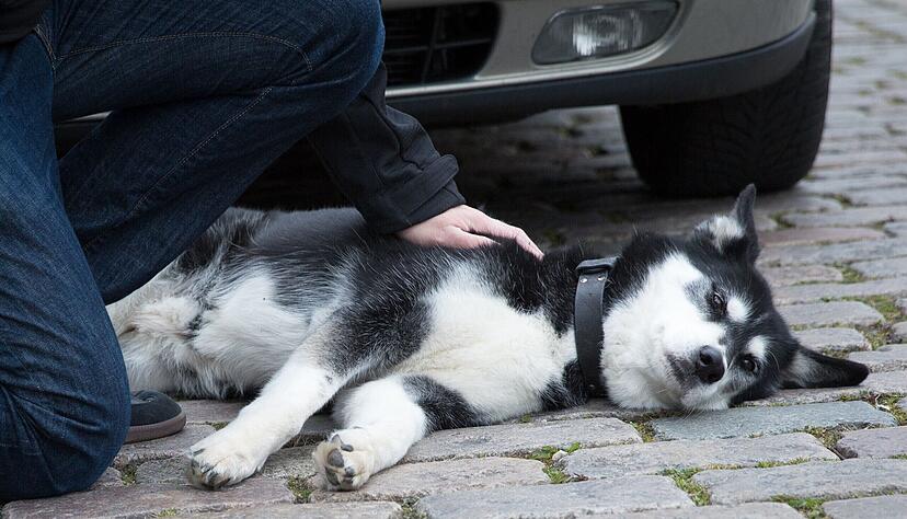 Wenn der Hund angefahren wurde, tut schnelle Hilfe not. Heilbronner Tierhalter müssen nun für Notfälle nachts eventuell nach Ludwigsburg oder Stuttgart fahren.