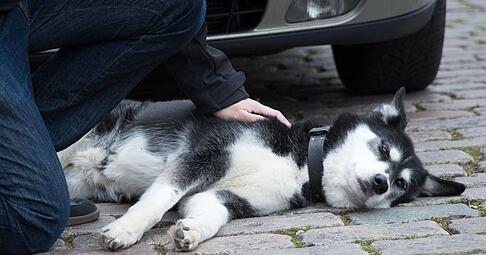 Wenn der Hund angefahren wurde, tut schnelle Hilfe not. Heilbronner Tierhalter müssen nun für Notfälle nachts eventuell nach Ludwigsburg oder Stuttgart fahren.