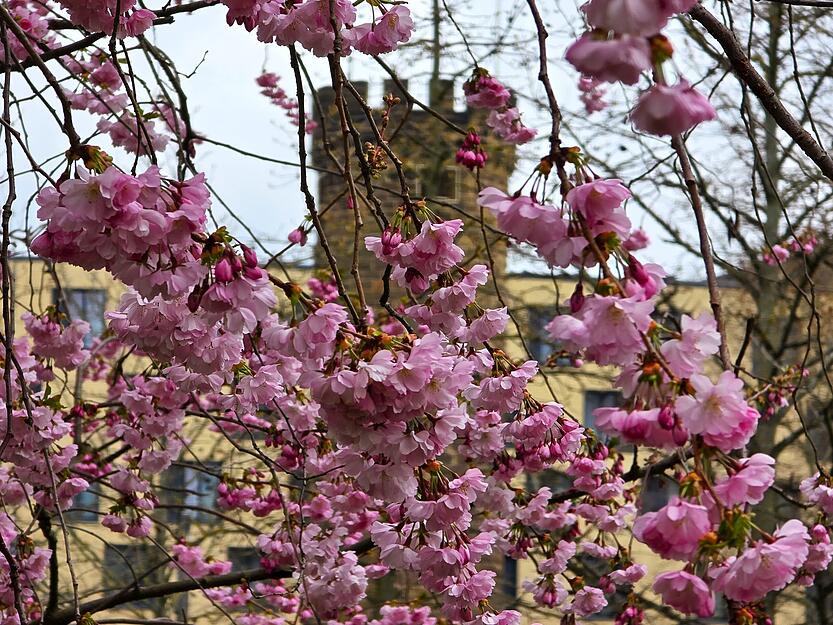 An der Neckarmeile stehen ein paar Kirschbäume. Der Blick geht auf den Bollwerksturm. An der Neckarmeile stehen ein paar Kirschbäume. Der Blick geht auf den Bollwerksturm.