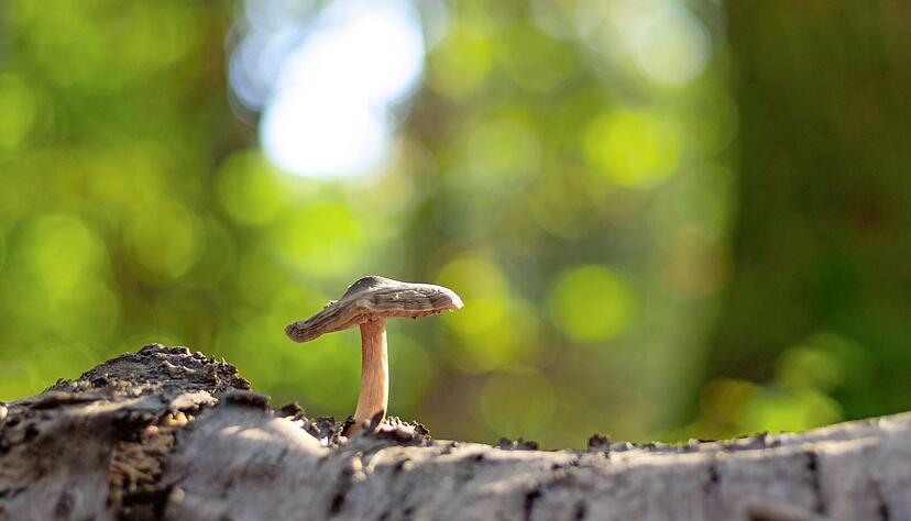 Die leuchtende Umgebung und der witzige Standort dieses Pilzes machen das Motiv von Stefan Seiz zu etwas ganz Besonderem. Er hat damit das Fotogewinnspiel gewonnen.