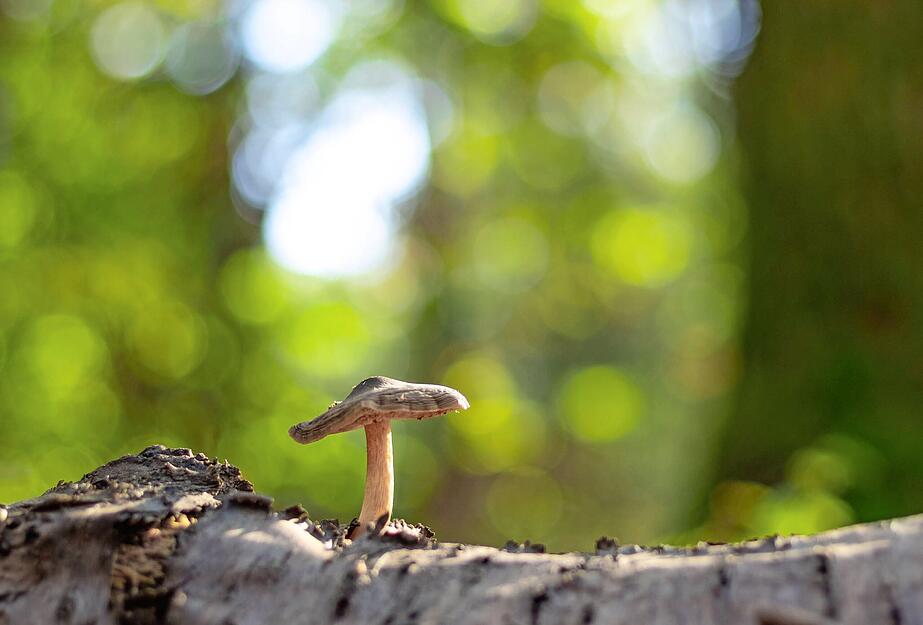 Die leuchtende Umgebung und der witzige Standort dieses Pilzes machen das Motiv von Stefan Seiz zu etwas ganz Besonderem. Er hat damit das Fotogewinnspiel gewonnen.