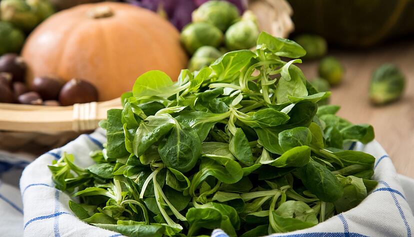 Die zarten, grünen Blättchen des Feldsalats sind empfindlich und sollten daher möglichst frisch auf den Teller kommen. Die zarten, grünen Blättchen des Feldsalats sind empfindlich und sollten daher möglichst frisch auf den Teller kommen.
