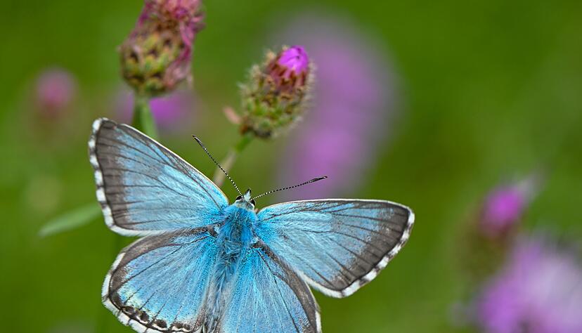 Viele Bläulings‑Arten haben sehr spezielle Pflanzenvorlieben. (Archivbild) Viele Bläulings‑Arten haben sehr spezielle Pflanzenvorlieben. (Archivbild)