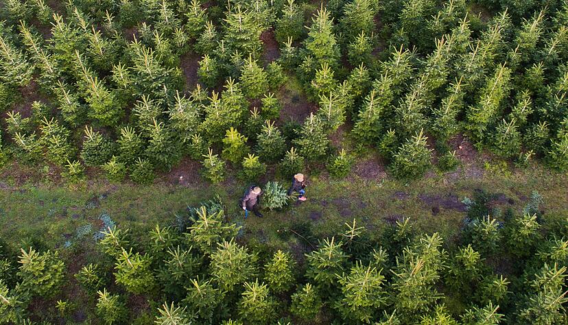 Am besten kauft man den Weihnachtsbaum regional - besonders frisch ist die Tanne, wenn man sie direkt auf der Plantage selbst schlägt. Am besten kauft man den Weihnachtsbaum regional - besonders frisch ist die Tanne, wenn man sie direkt auf der Plantage selbst schlägt.