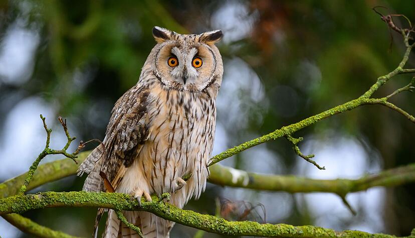 Die Waldohreule ähnelt mit ihren Federpuscheln am Kopf optisch dem Uhu, ist aber kleiner und schlanker. (Archiv) Die Waldohreule ähnelt mit ihren Federpuscheln am Kopf optisch dem Uhu, ist aber kleiner und schlanker. (Archiv)