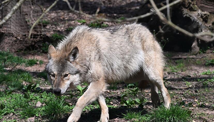 Der Wolf ist zur&uuml;ck in Deutschland - was l&auml;ngst nicht jeden freut. (Archivbild)