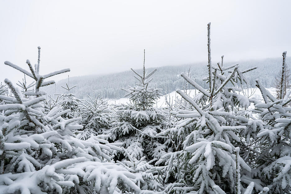Schnee bedeckt Nadelbäume bei Linach. Schnee bedeckt Nadelbäume bei Linach.