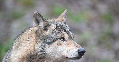 Dieser Wolf wurde in einem Gehege in Baden-W&uuml;rttemberg fotografiert - doch es gibt auch viele W&ouml;lfe in freier Wildbahn in Deutschland.