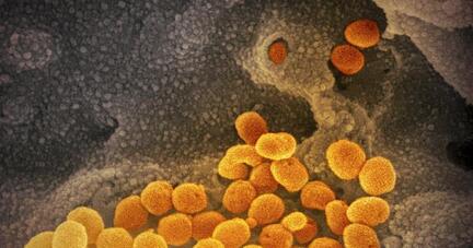 Das Coronavirus passt sich durch Mutationen st&auml;ndig seinem neuen Wirt, dem Menschen, an. Wie gef&auml;hrlich die neue Virusvariante ist, wurde noch nicht abschlie&szlig;end gekl&auml;rt.