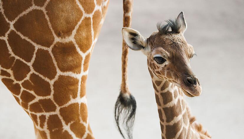 Das Giraffenjunge Kianga wurde nach seiner Geburt am 10. M&auml;rz nun der &Ouml;ffentlichkeit vorgestellt.