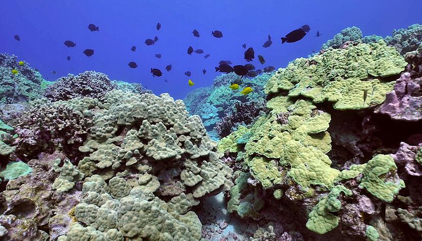 Ein Korallenriff vor der Insel Hawaii.